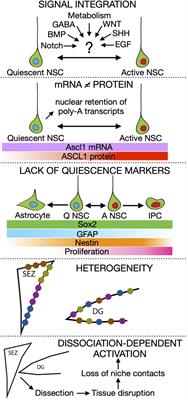 Could a Different View of Quiescence Help Us Understand How Neurogenesis Is Regulated?